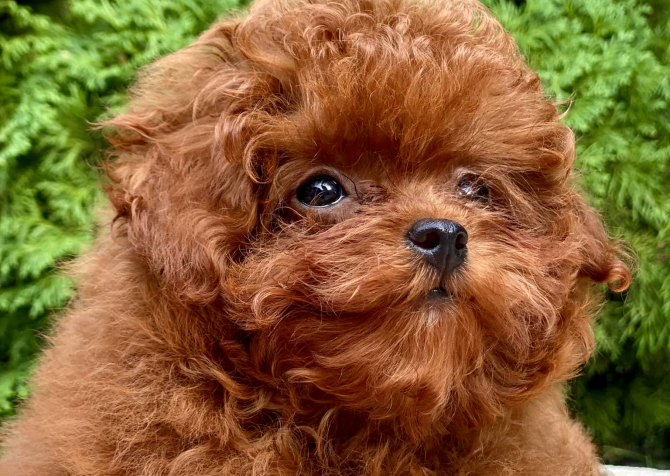 Toy Poodle Kore Yavrularımız